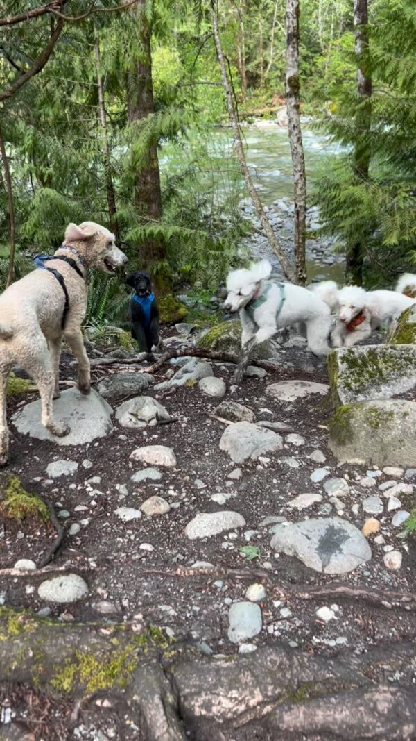 River and his siblings are a shit disturbing convoy. 🐩dogsofinstagram poodle